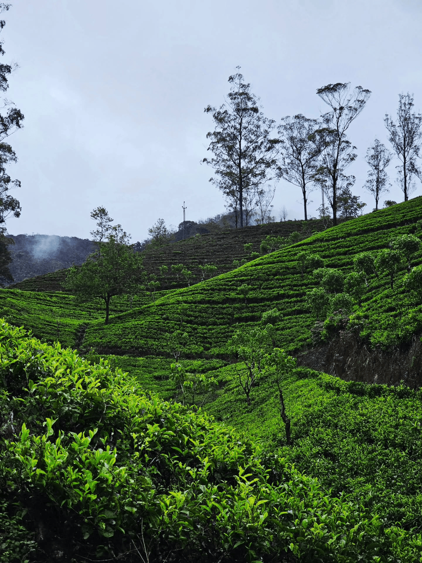 Nuwara Eliya